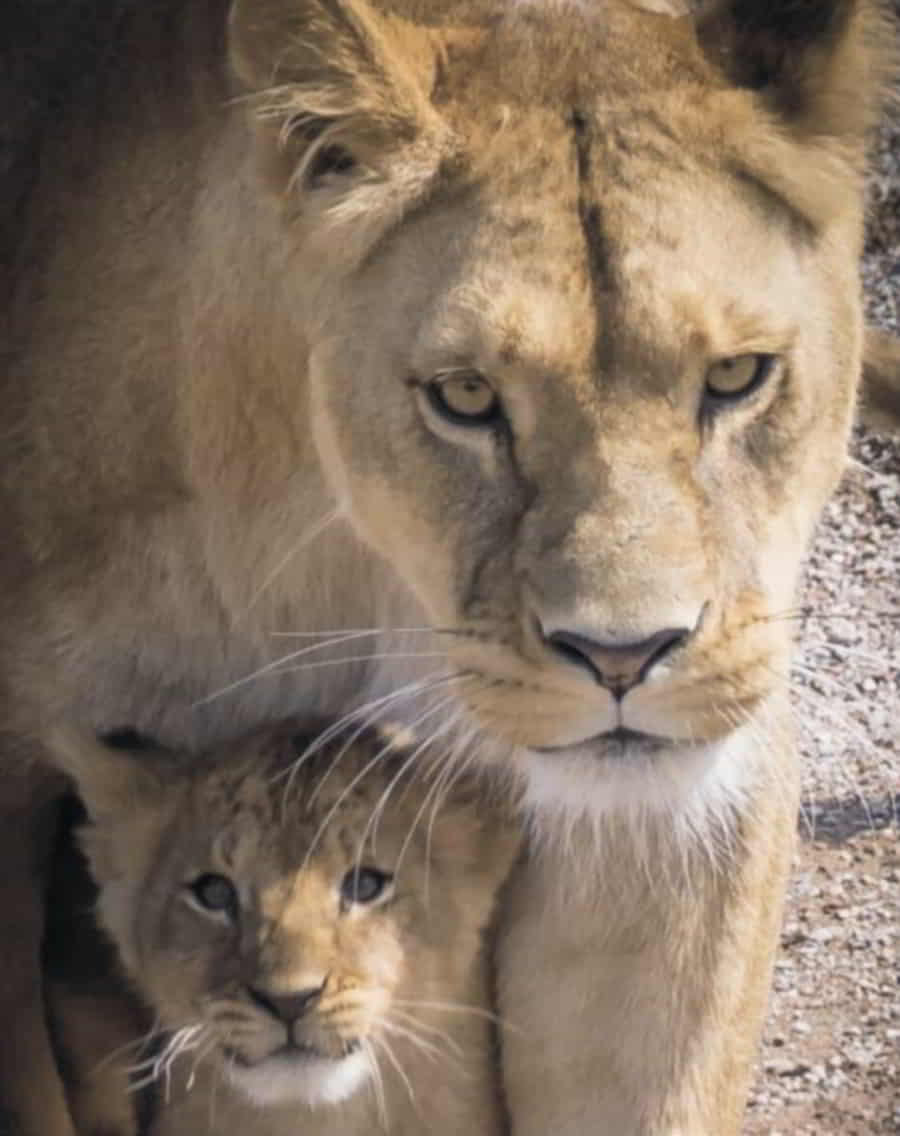 Mother lioness