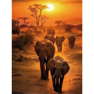 Sunset Safari