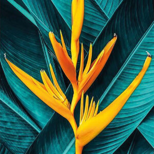 Exotics