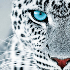 Leopard stare